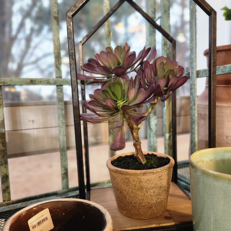 Potted Purple Succulent