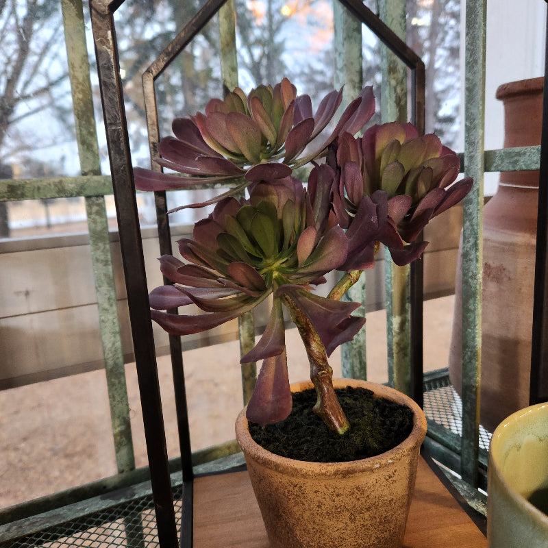 Potted Purple Succulent