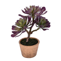 Potted Purple Succulent