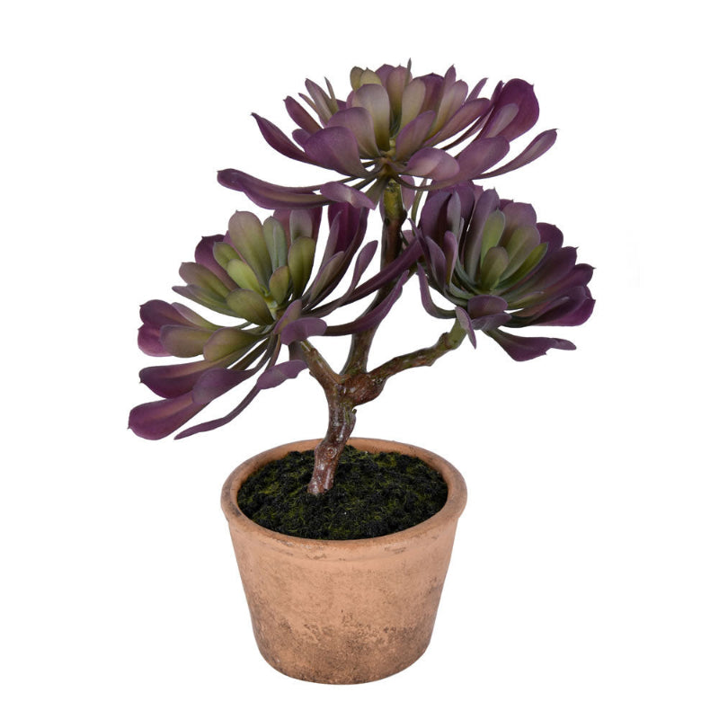 Potted Purple Succulent