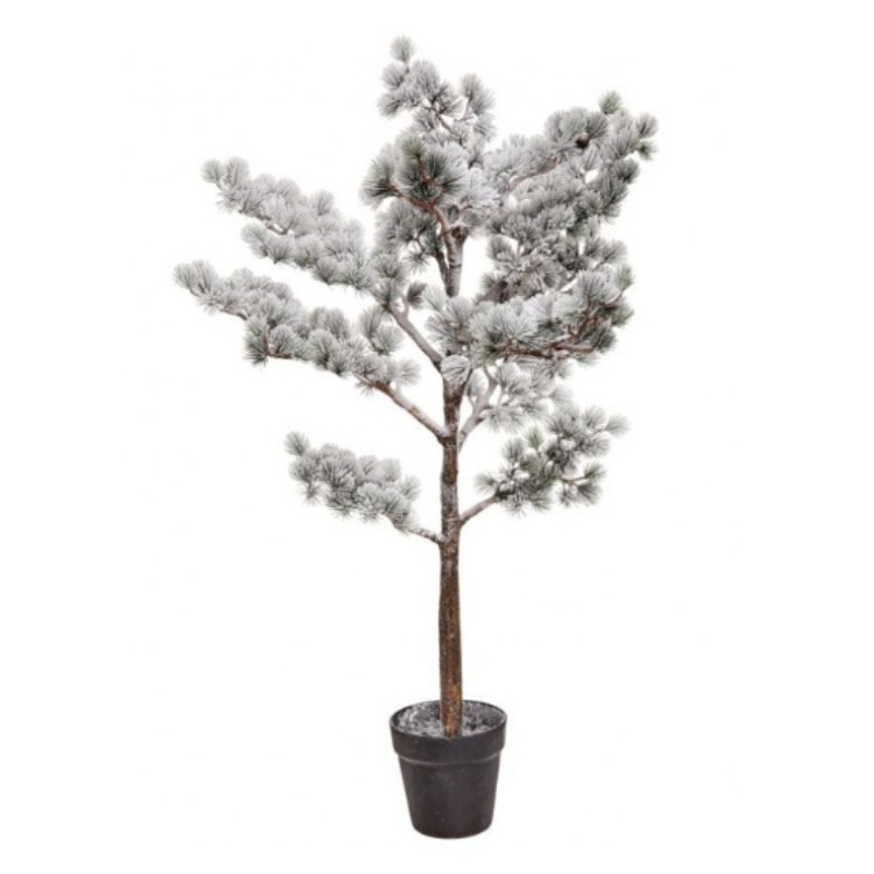 Snow Mountain Pine Tree