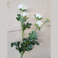 Cream Ranunculus Spray