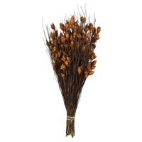 Bell Grass with Seed Pod