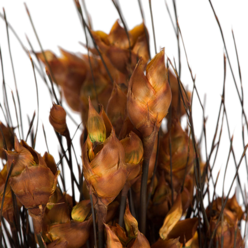 Bell Grass with Seed Pod
