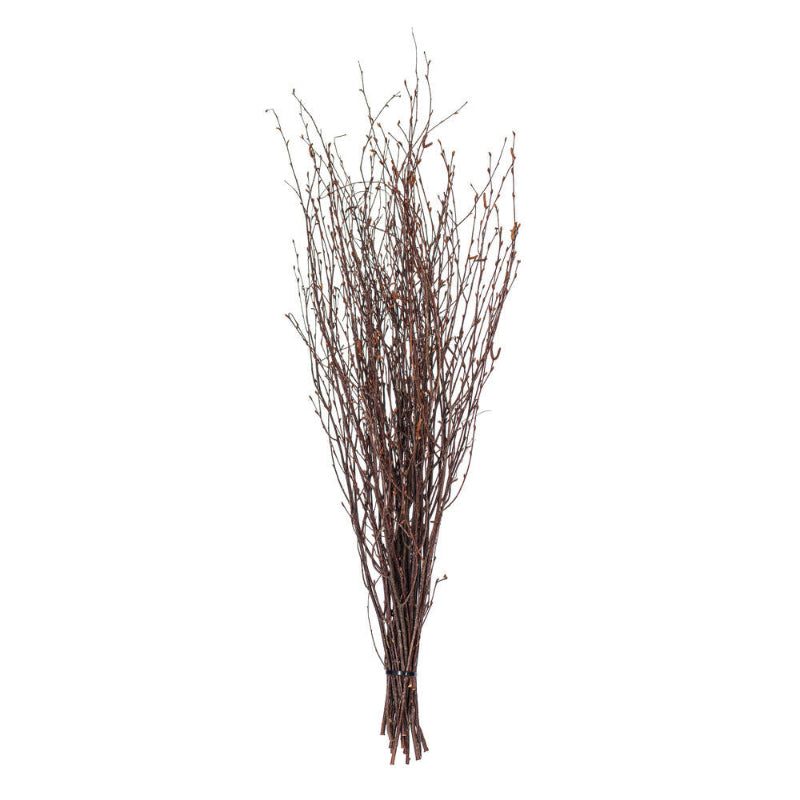 Brown Birch Twigs Bundle