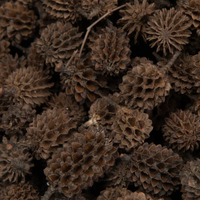 Dried Casuarina Cone - Set of 10