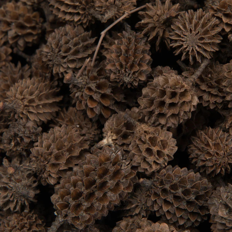Dried Casuarina Cone - Set of 10