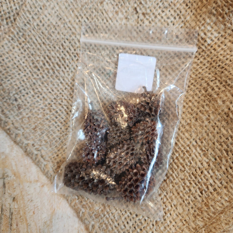 Dried Casuarina Cone Pack