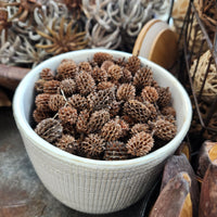 Dried Casuarina Cone - Set of 10