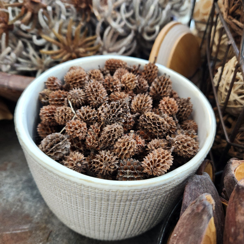 Dried Casuarina Cone - Set of 10