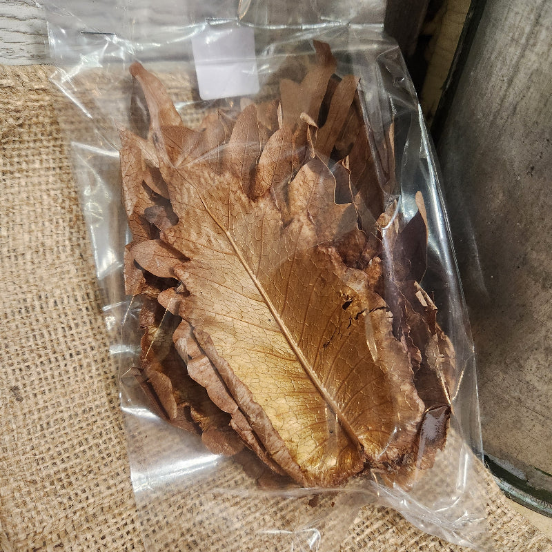 Dried Oak Leaves Bundle