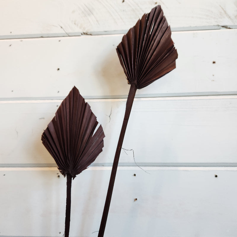 Dried Palm Spear