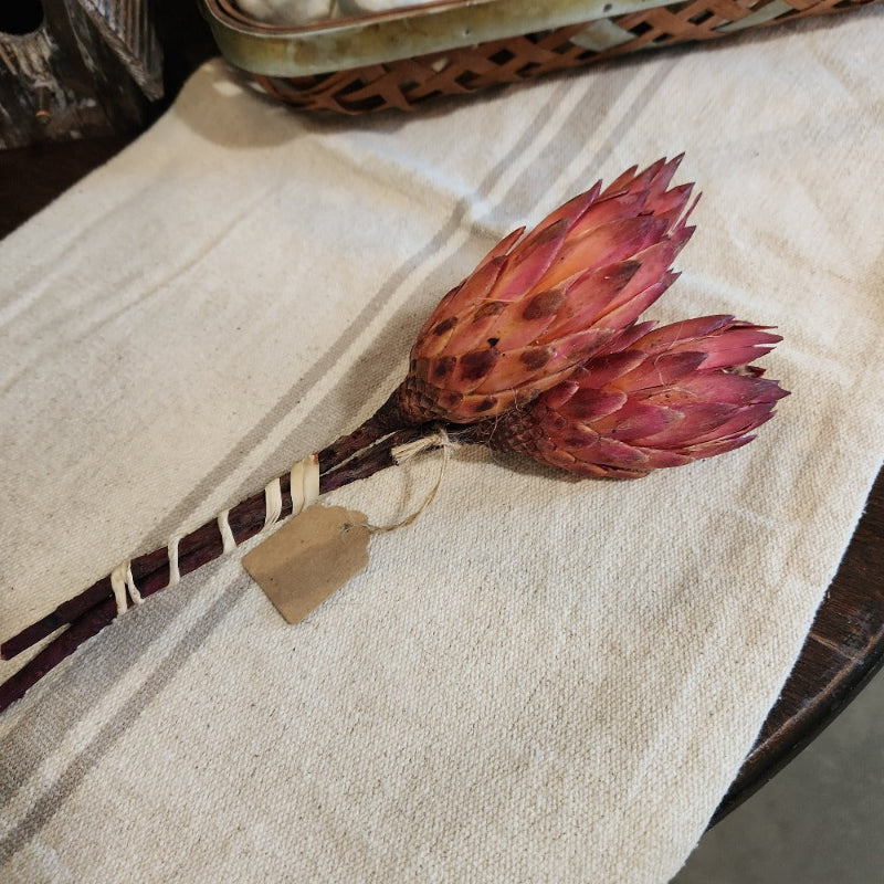 Dried Repens Bundle-pink