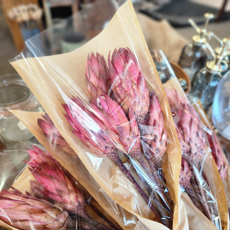 Dried Repens Bundle
