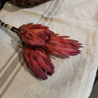 Dried Repens Bundle-pink