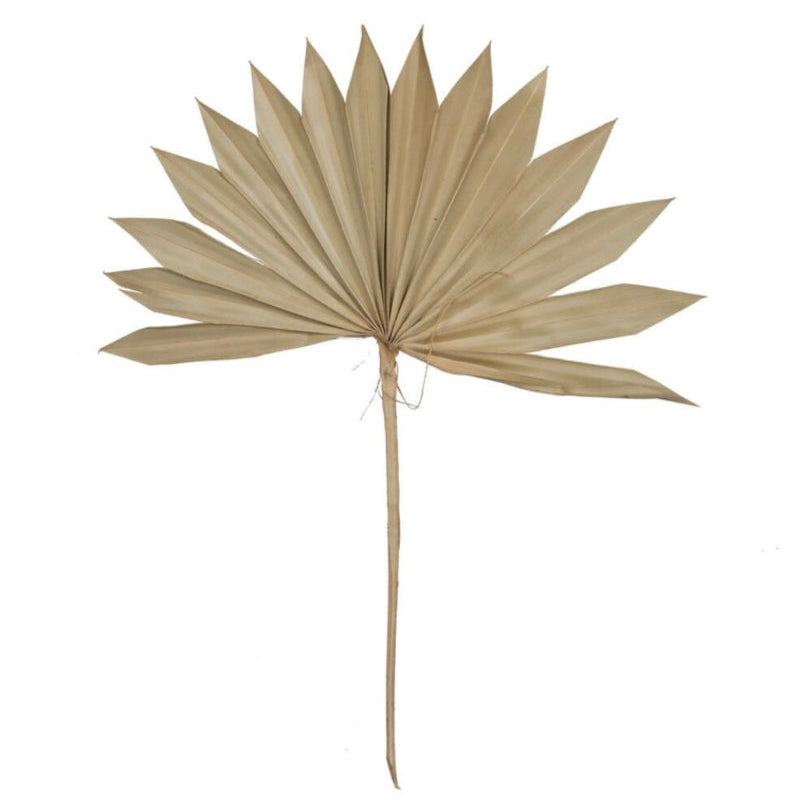 Dried Super Palm Sun Spear