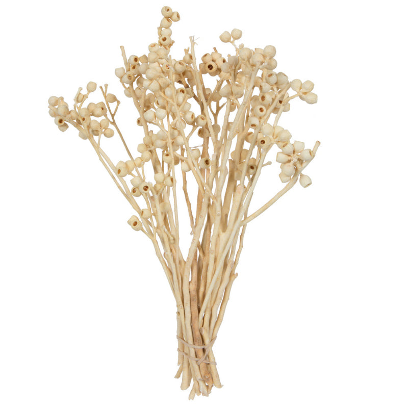 Dried Ambernut Branch