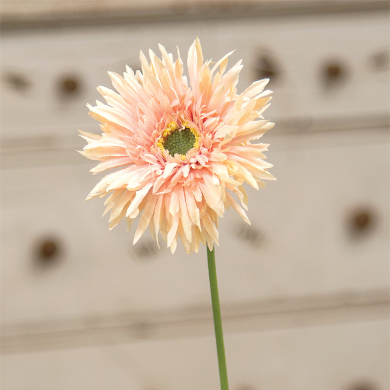 Gerber Daisy Stem