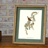Gold Framed Bird Print