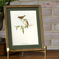 Gold Framed Bird Print