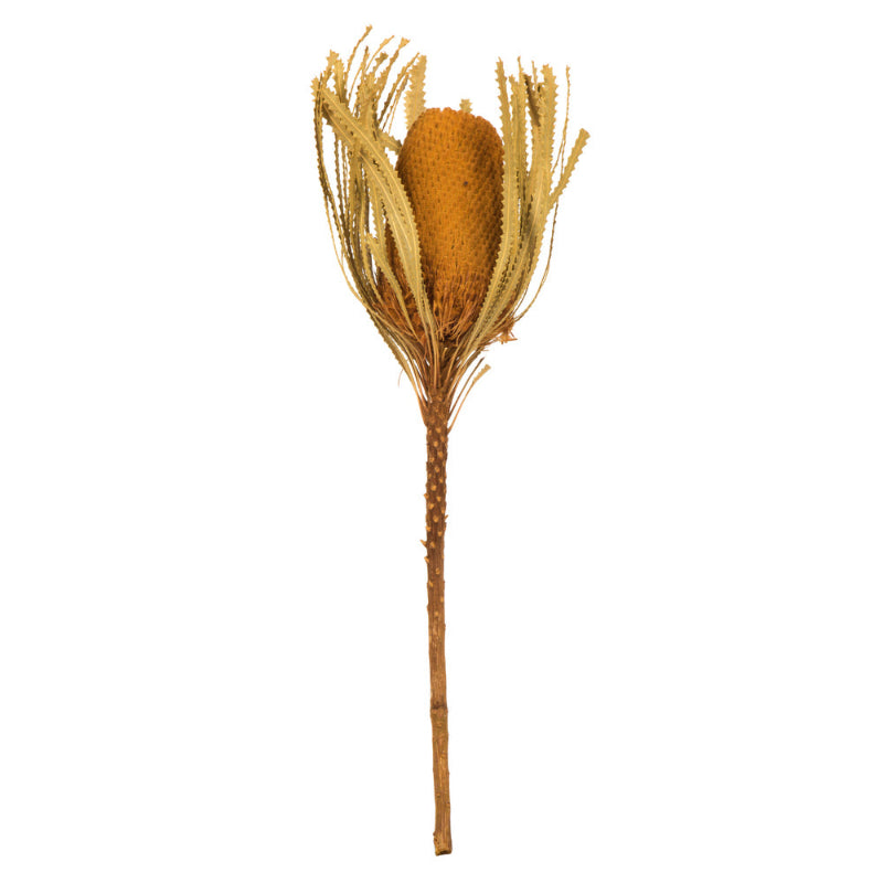 Jumbo Banksia Flower