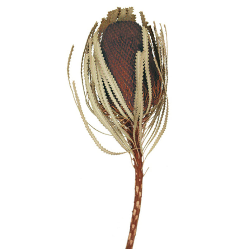Jumbo Banksia Flower