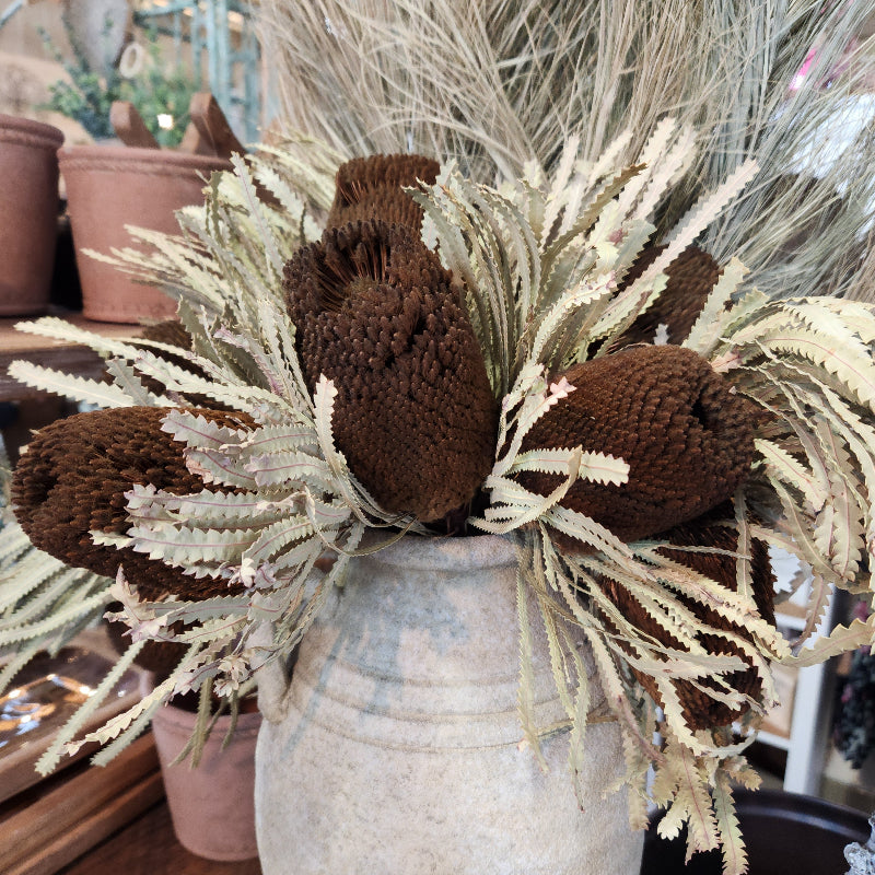 Jumbo Banksia Flower