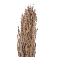 Natural Dried Pampas