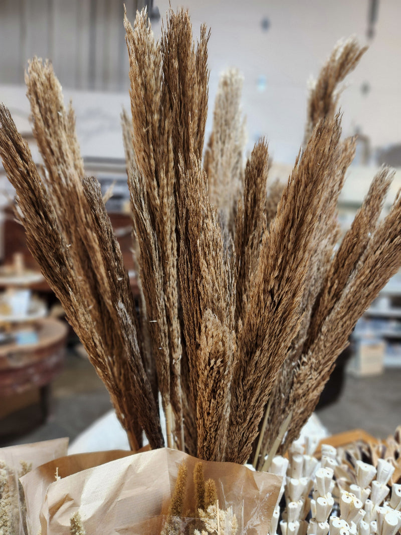 Natural Dried Pampas