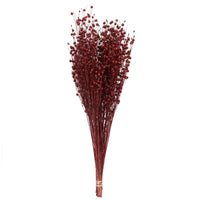 Dried Red Flax Linum