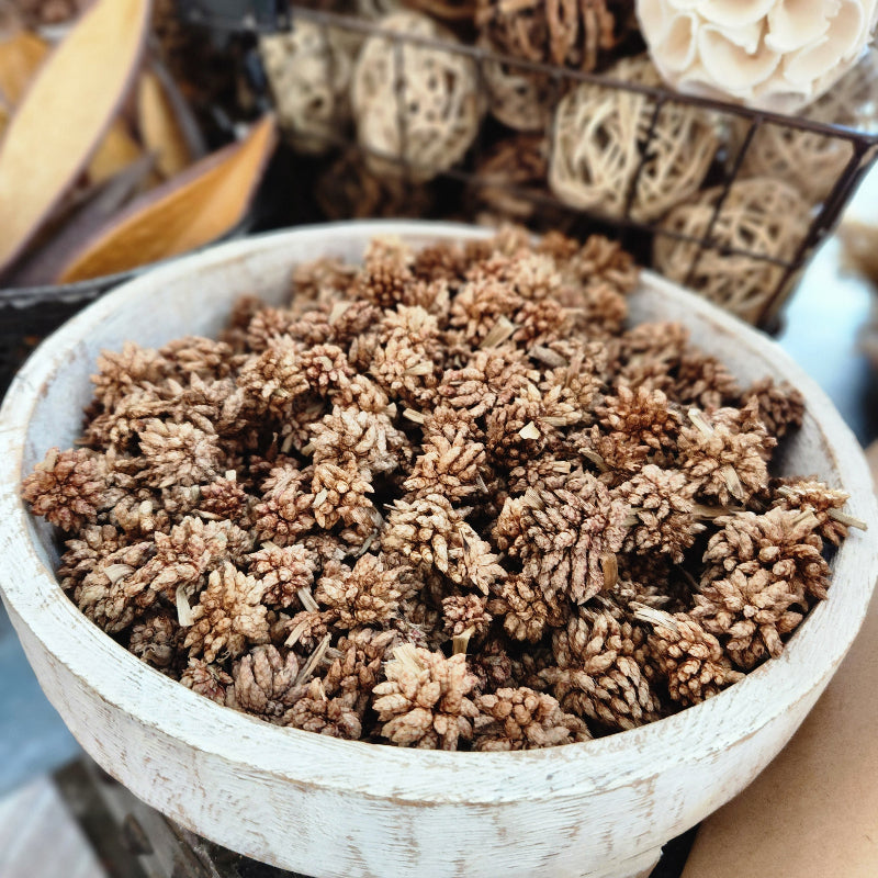 Star Flower Pod - Set of 10