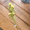 Yellow Coreopsis Stem
