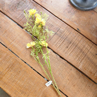 Yellow Coreopsis Stem