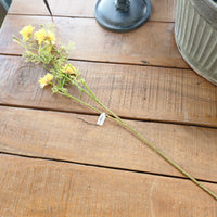 Yellow Coreopsis Stem