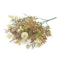 Cream Pincushion Flower