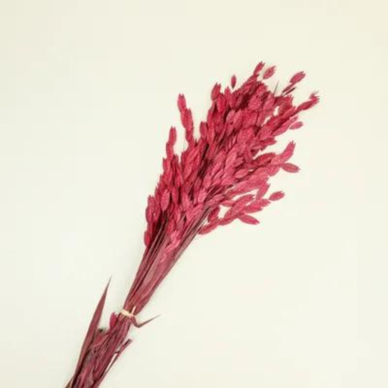 Wine Diamond Grass