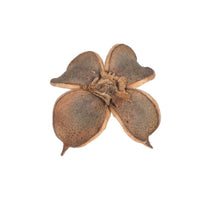 dried-cotton-flower