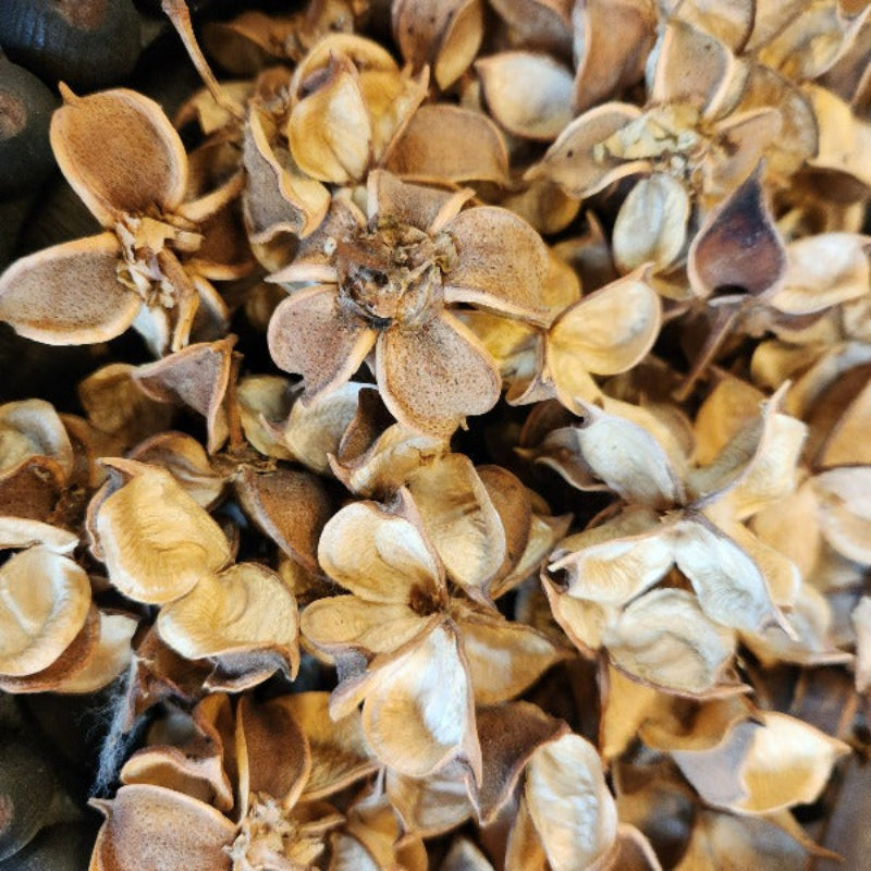 dried-cotton-flower