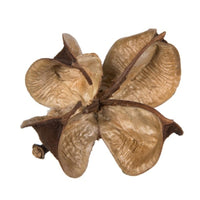 dried cotton flower