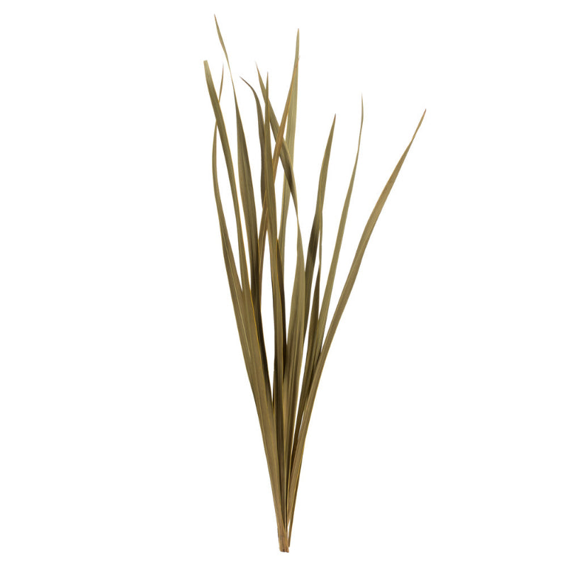 Dried Snake Grass