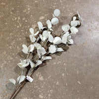 Eucalyptus Pick