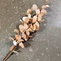 Eucalyptus Pick