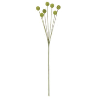 Billy Button Stem