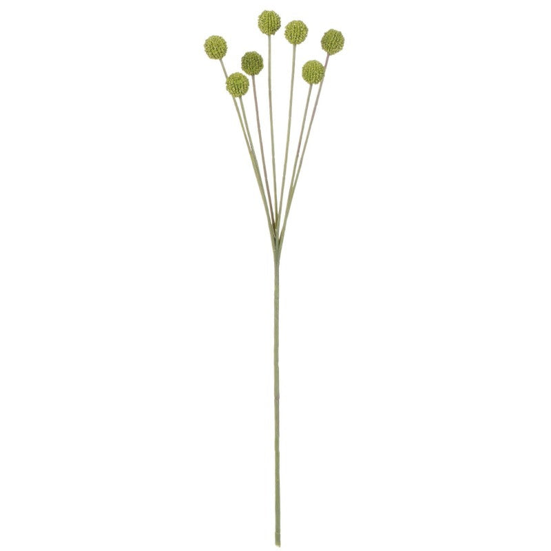 Billy Button Stem