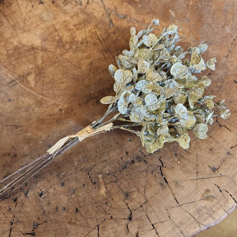 green-eucalyptus pick bundle