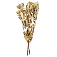 Dried Foliage Bunch