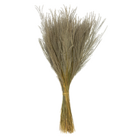 Natural Snowdrop Grass