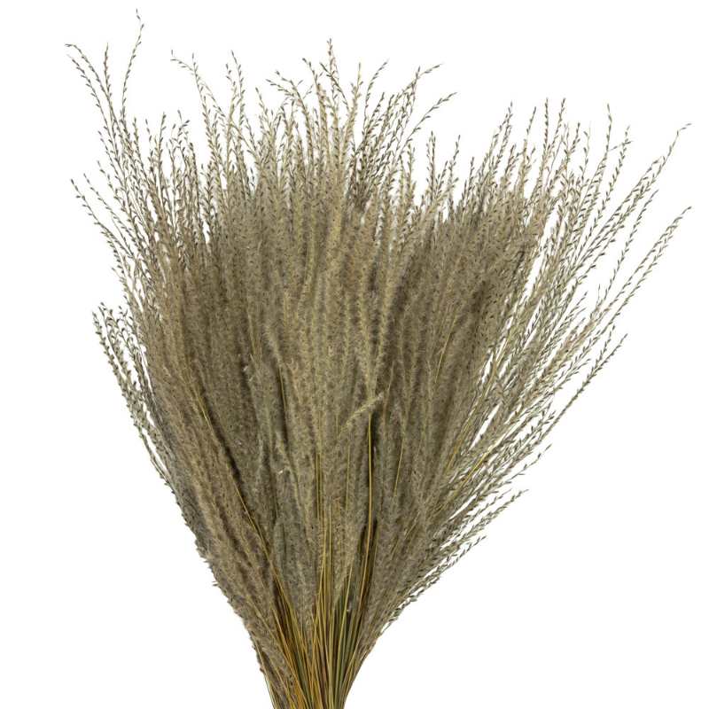 Natural Snowdrop Grass