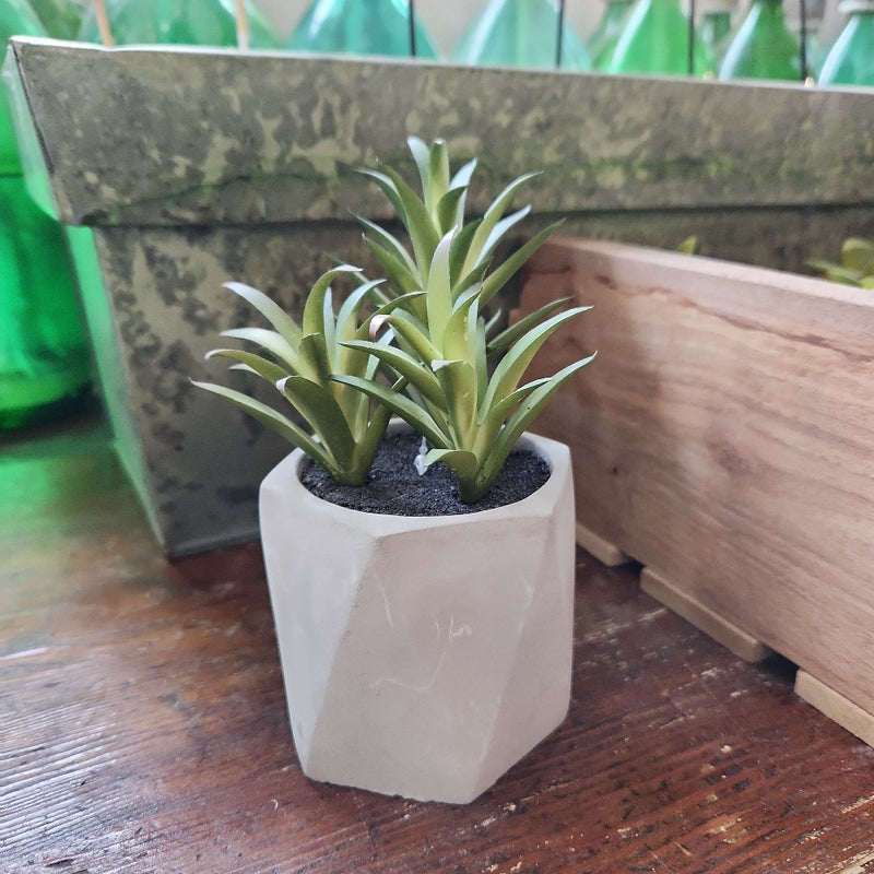 Succulent in Geometric Pot