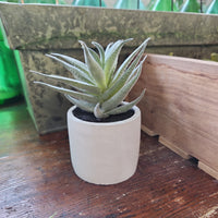 Dusty Aloe in Pot